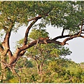  Kruger National Park克魯格國家公園