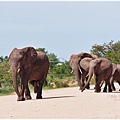 Kruger National Park克魯格國家公園