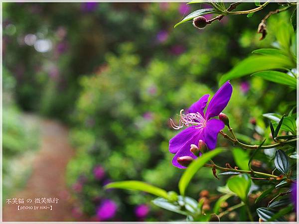 Bliss幸福天使花園民宿