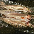 南非Horseshoe trout and about釣鱒魚