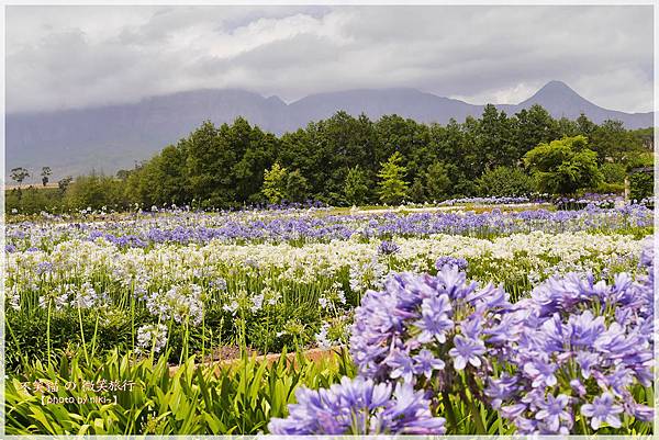 Vergelegen Wine Estate葡萄酒莊園