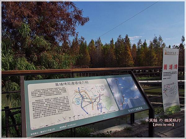 菁埔埤溼地步道_落羽松森林