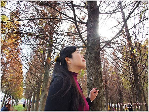 菁埔埤溼地步道_落羽松森林