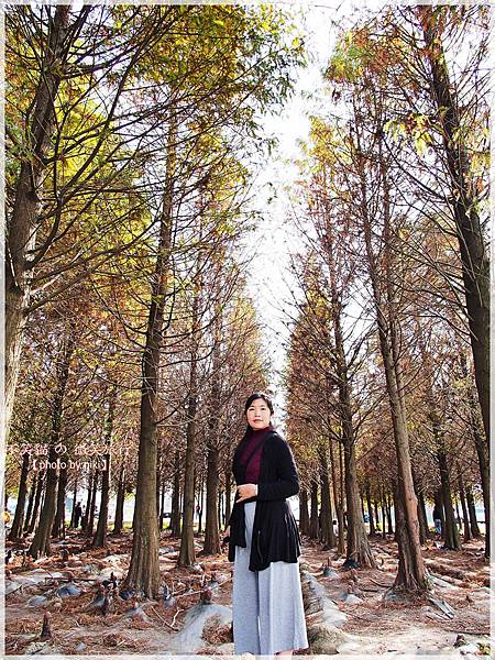 菁埔埤溼地步道_落羽松森林