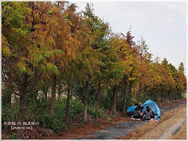 菁埔埤溼地步道_落羽松森林
