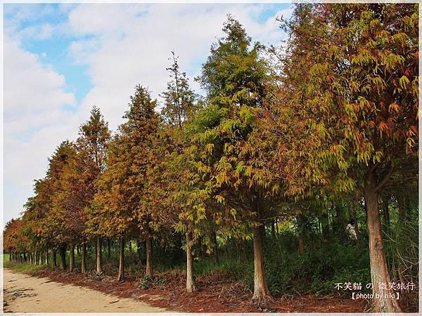 菁埔埤溼地步道_落羽松森林