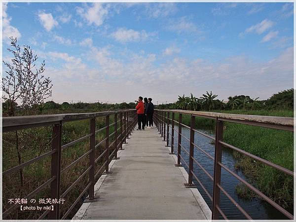 菁埔埤溼地步道_落羽松森林