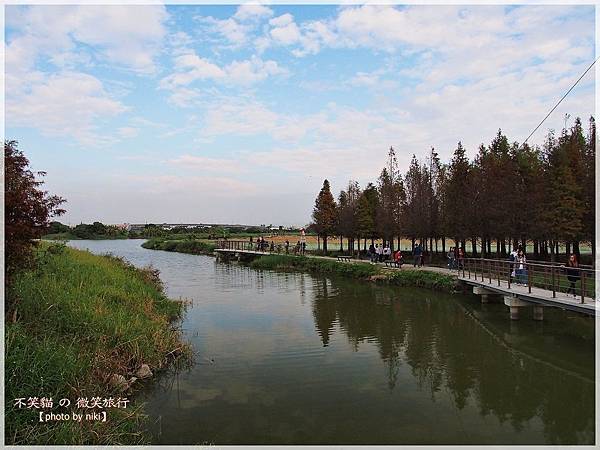 菁埔埤溼地步道_落羽松森林