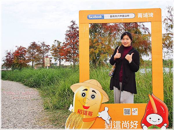 菁埔埤溼地步道_落羽松森林