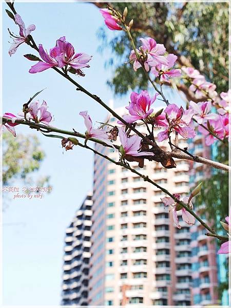 澄清湖之三亭攬勝