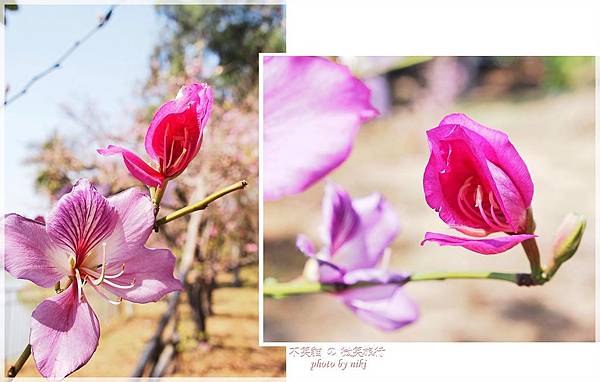 澄清湖之三亭攬勝