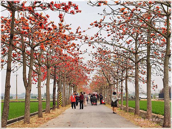林初埤木棉花道.交通