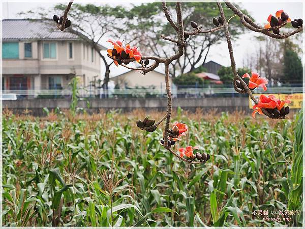 林初埤木棉花道.交通