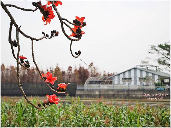 林初埤木棉花道.交通
