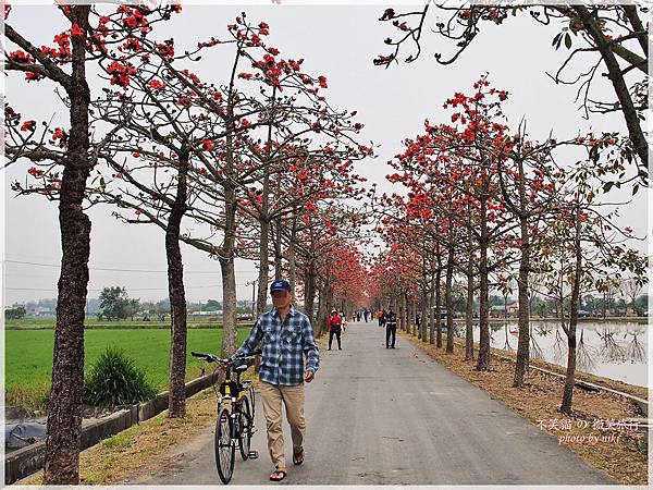 林初埤木棉花道.交通