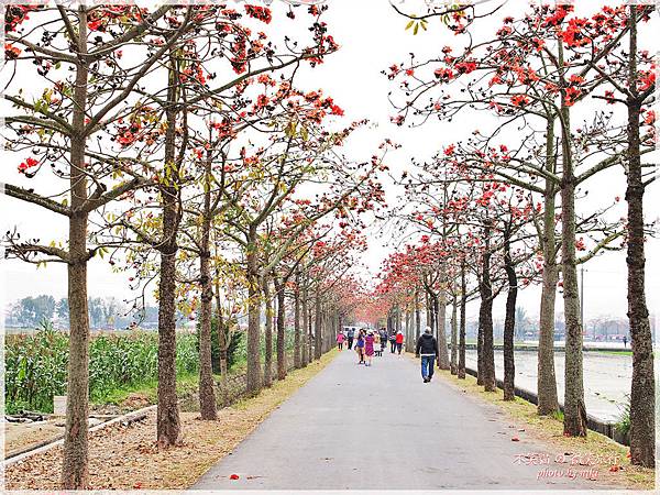 林初埤木棉花道.交通