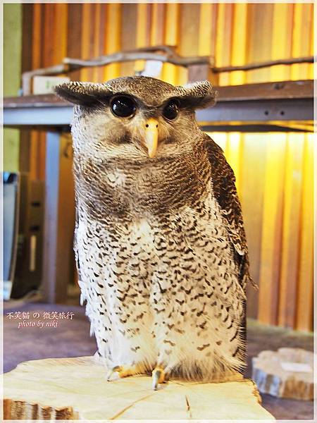 大阪貓頭鷹咖啡Happy Owl Cafe Chouette