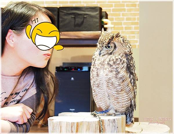 大阪貓頭鷹咖啡Happy Owl Cafe Chouette