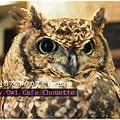 大阪貓頭鷹咖啡Happy Owl Cafe Chouette