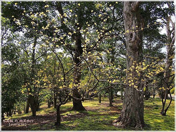 大阪萬博紀念公園日式庭園