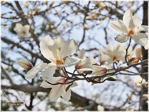 大阪萬博紀念公園日式庭園