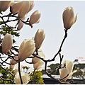 大阪萬博紀念公園日式庭園