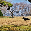 大阪萬博紀念公園日式庭園