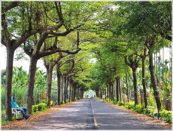 潮州旅遊景點_潮州綠色隧道/泗林健走步道