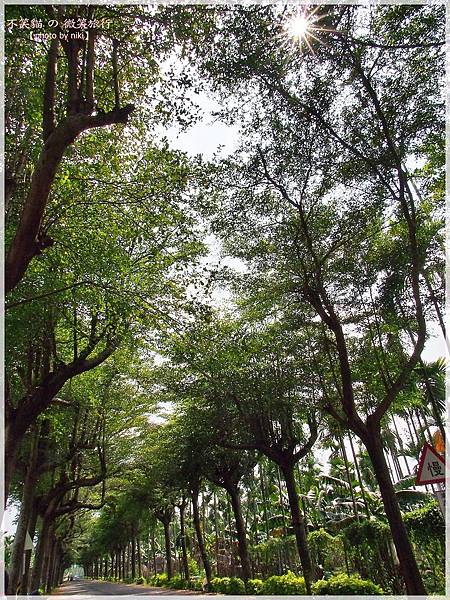 潮州旅遊景點_潮州綠色隧道/泗林健走步道