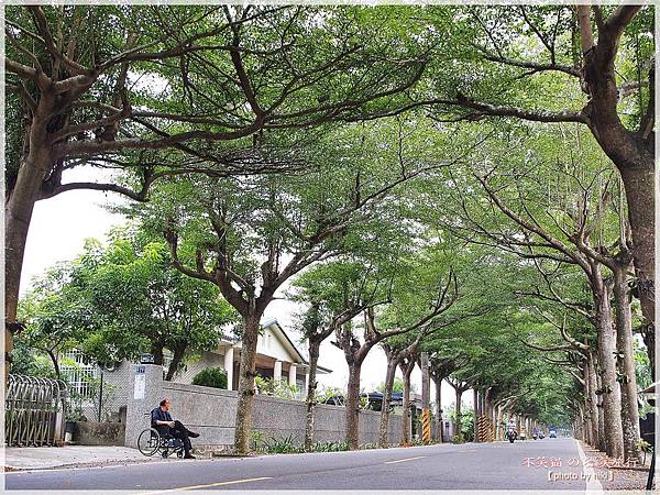 潮州旅遊景點_潮州綠色隧道/泗林健走步道