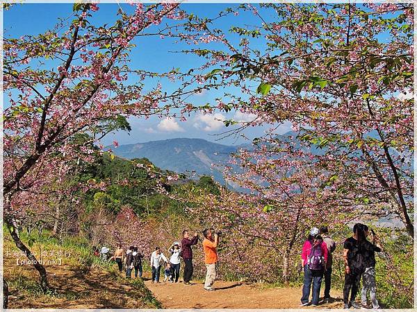 高雄賞櫻旅遊景點_寶山二集團櫻花公園