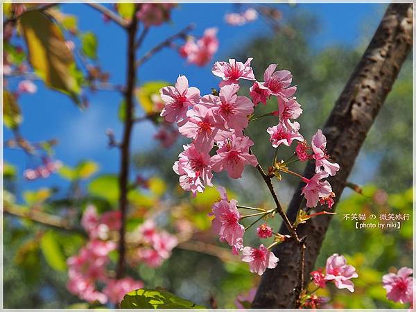 高雄賞櫻旅遊景點_寶山二集團櫻花公園