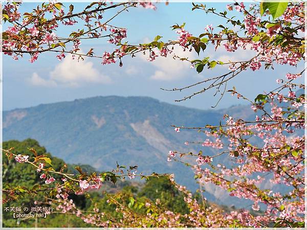 高雄賞櫻旅遊景點_寶山二集團櫻花公園