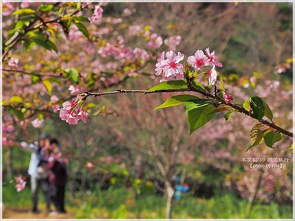 高雄賞櫻旅遊景點_寶山二集團櫻花公園