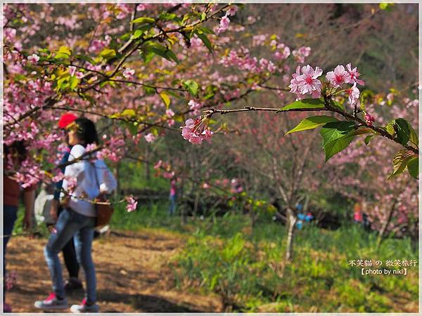 高雄賞櫻旅遊景點_寶山二集團櫻花公園