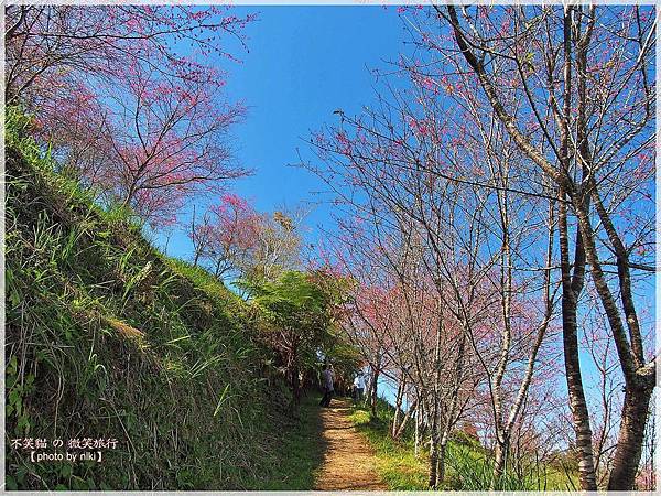 高雄賞櫻旅遊景點_寶山二集團櫻花公園