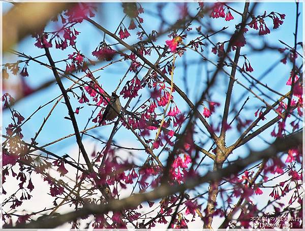 高雄賞櫻旅遊景點_寶山二集團櫻花公園