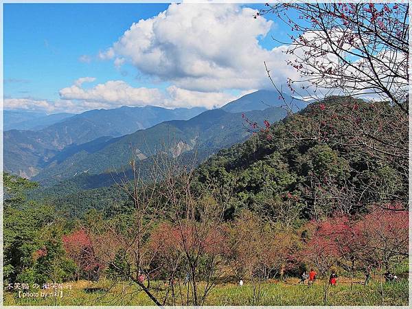 高雄賞櫻旅遊景點_寶山二集團櫻花公園