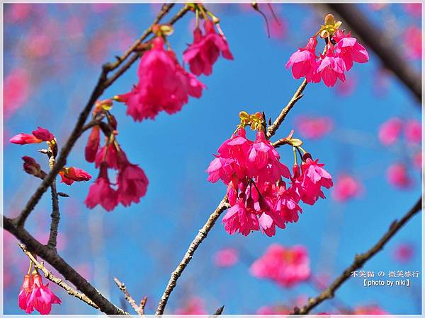 高雄賞櫻旅遊景點_寶山二集團櫻花公園