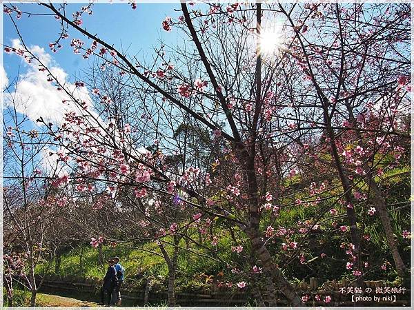 高雄賞櫻旅遊景點_寶山二集團櫻花公園