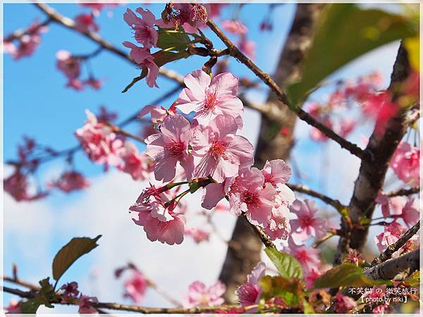 高雄賞櫻旅遊景點_寶山二集團櫻花公園