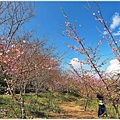 高雄賞櫻旅遊景點_寶山二集團櫻花公園