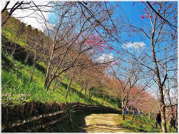 高雄賞櫻旅遊景點_寶山二集團櫻花公園