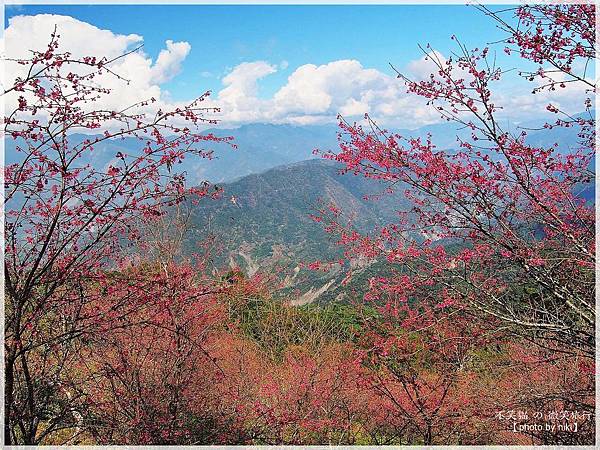 高雄賞櫻旅遊景點_寶山二集團櫻花公園