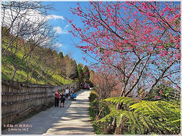 高雄賞櫻旅遊景點_寶山二集團櫻花公園