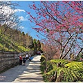 高雄賞櫻旅遊景點_寶山二集團櫻花公園