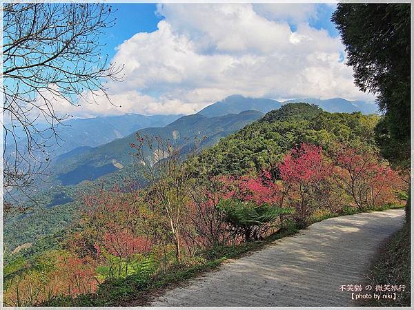 高雄賞櫻旅遊景點_寶山二集團櫻花公園