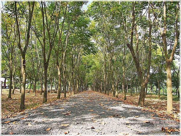 屏東潮州旅遊景點_大武山下.林後四林平地森林園區