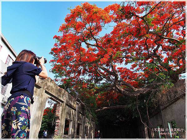 高雄廢墟景點_大湖蕃茄會社鳳凰花祭