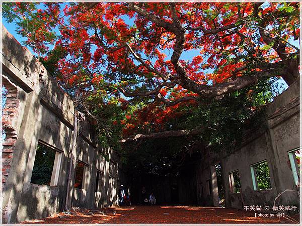 高雄廢墟景點_大湖蕃茄會社鳳凰花祭